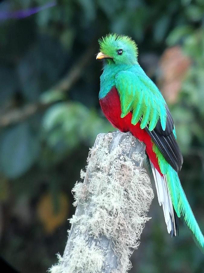 Cabinas El Quetzal 圣赫拉多德多塔 外观 照片